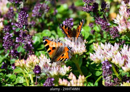 Two little fox butterflies on a flower Stock Photo