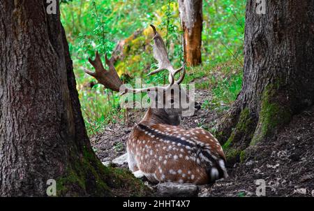 A fallow deer with large antlers lies between two trees in a forest Stock Photo