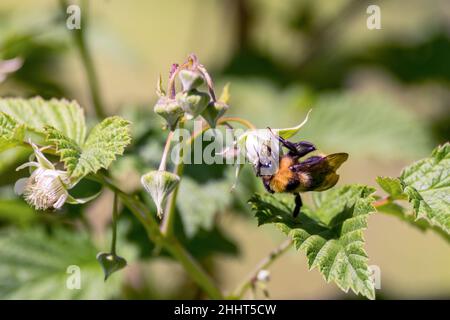 Bumblebee on a raspberry flower gathering nectar in spring Stock Photo