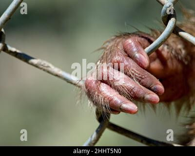 Closeup of a monkey hand and fingers clinging to cage in zoo demonstrating the cruelty of animals in captivity and animal rights. Stock Photo