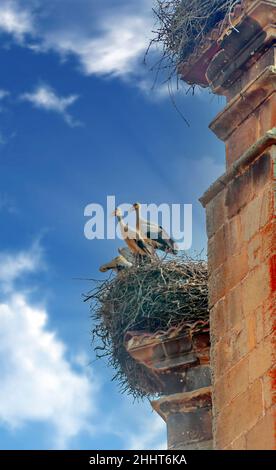 Stork in a nest surrounded by sunny sky Stock Photo