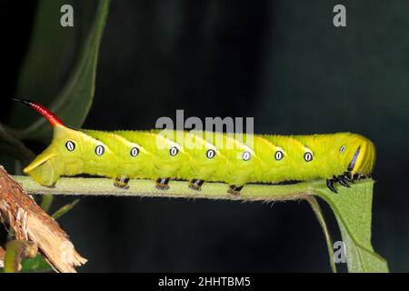 Convolvulus Hawk Moth caterpillar, Agrius convolvuli. Coffs Harbour, NSW, Australia Stock Photo