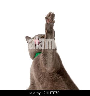 beautiful funny british cat isolated on the white Stock Photo