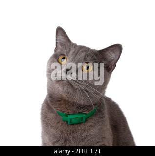 beautiful funny british cat isolated on the white Stock Photo