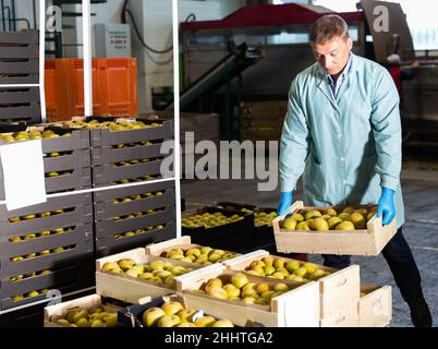 Man arranges boxes with apples at factory Stock Photo