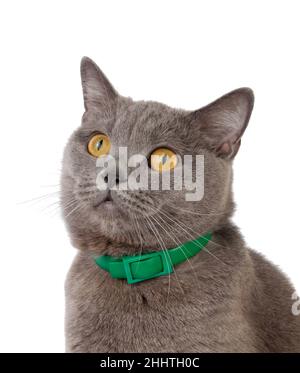 beautiful funny british cat with green collar isolated on the white Stock Photo