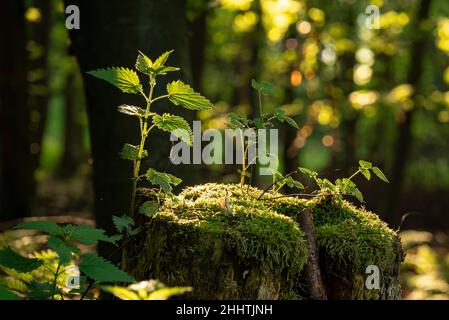 Close up of stinging nettle backlit on moss covered tree stump, Weserbergland, Lower Saxony, Germany Stock Photo
