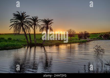 The sun is setting behind palm trees on the riverside in front of a green field Stock Photo