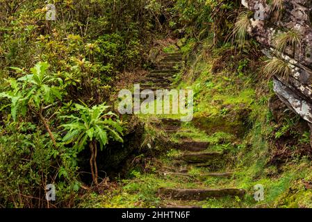 Stone steps at a path section of the “Vereda da Encumeada” hiking trail, which connects Pico Ruivo and the Encumeada mountain pass, surrounded by anci Stock Photo