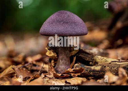 Close-up of a purple-capped mushroom in a forest, probably a violet cort or violet webcap (Cortinarius violaceus), surrounded by autumn leaves Stock Photo