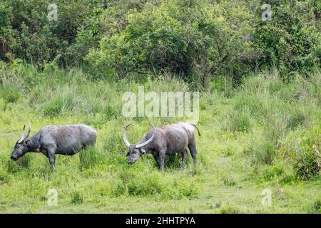 Two wild water buffalo graze and walk across a lush wetland grassland ...