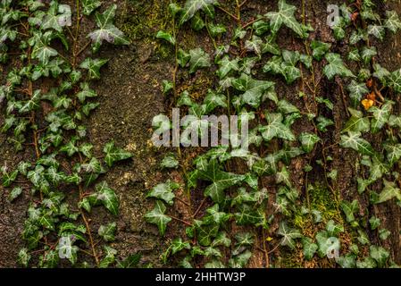 Full frame close-up of green ivy tendrils growing up the trunk of a huge old tree, suitable as a natural background Stock Photo