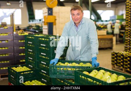 Man arranges boxes with apples at factory Stock Photo