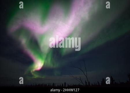 Heart shaped Aurora Borealis (Northern lights), Northwest Territories, Canada Stock Photo