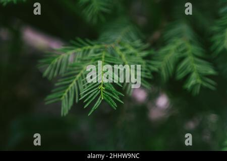 Closeup nature view of green spruce in garden, dark wallpaper concept, nature background, tropical leaf Stock Photo