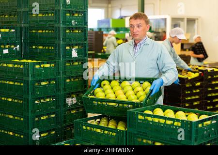 Man arranges boxes with apples at factory Stock Photo