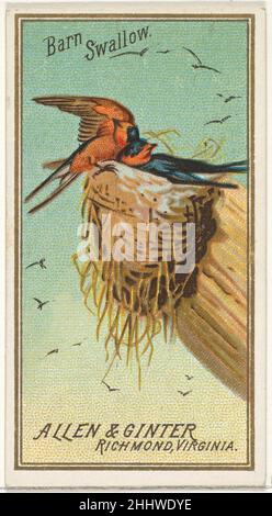 Barn Swallow, from the Birds of America series (N4) for Allen & Ginter Cigarettes Brands 1888 Issued by Allen & Ginter American Trade cards from the 'Birds of America' series (N4), issued in 1888 in a series of 50 cards to promote Allen & Ginter Brand Cigarettes.. Barn Swallow, from the Birds of America series (N4) for Allen & Ginter Cigarettes Brands  406662 Stock Photo