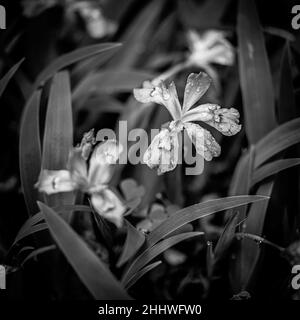 Black and White of Crested Dwarf iris and Rain Drops in the Smokies Stock Photo