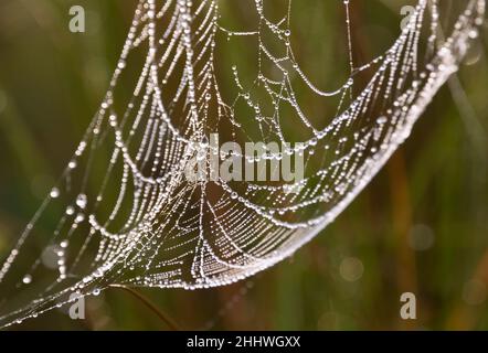 Spider web with drops of water deposited Stock Photo