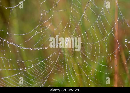 Spider web with drops of water deposited Stock Photo