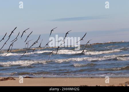 The flock of Black skimmers (Rynchops niger) in flight over ocean Stock Photo