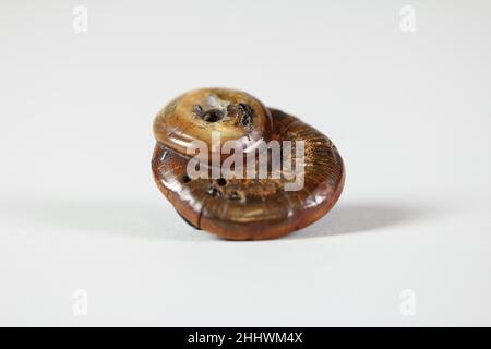 Netsuke of Mushroom Eaten by Insects, 18th century, Japan, Wood with ...