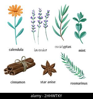 Set of medicinal aromatic herbs isolated on white background. Stock Vector