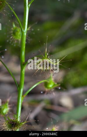 Ear Sundews (Drosera Peltata Auriculata) is also known as Tall Sundew. It's a very common insect eating plant in Australian woodlands. Stock Photo