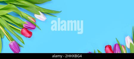 Spring banner with bouquet of colorful tulip flowers in corner of blue background with copy space Stock Photo