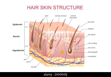 3D structure of the hair skin scalp, anatomical education infographic information poster vector illustration Stock Vector