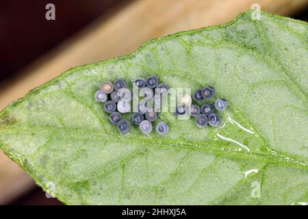 Stink aka Shield bug eggs on potato leaf. Ridged cluster. Stock Photo