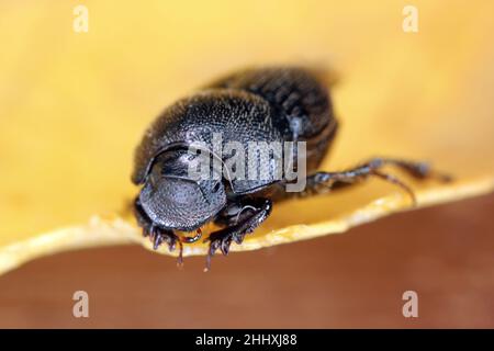 Onthophagus ovatus dung beetle. Small dung beetle in the family Scarabaeidae. These insects feed on animal feces. Stock Photo