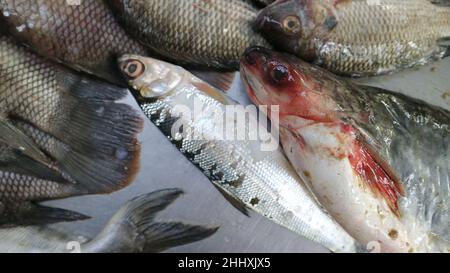 catfish is one of the best-selling fish in the traditional market of Malang, Indonesia Stock Photo