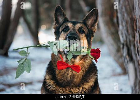 Sheepdog breed dog is dressed in a red bow tie and heart-shaped glasses holding a rose in his teeth. Stock Photo