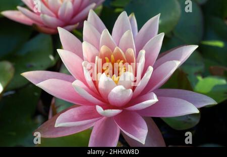 Two pink water lilies with a yellow heart floating on top of their leaves Stock Photo