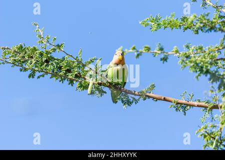 Peach faced love bird parrot on branch above against blue sky in Namibia. Stock Photo
