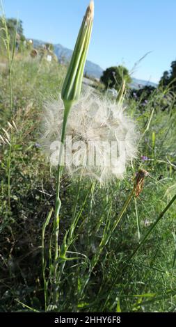 Spanish Dandelion clock and unopened flower on rural countryside verge Stock Photo