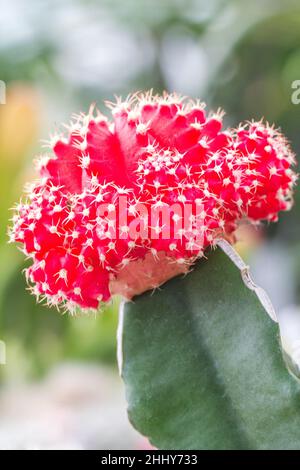 Flowery prickly cactus in close-up view. Stock Photo