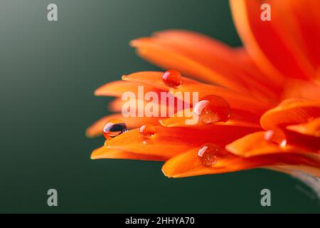 Orange flower petals  with water drop close up over green background. Macro photography of gerbera flower petals with dew. Stock Photo