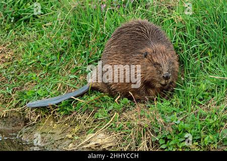 Eurasian beaver at dusk. Looking for food in tall grass. On the riverside. Front view, closeup. Genus Castor fiber. Rver Vah, Trencin Slovakia. Stock Photo