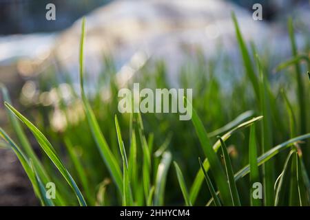 Young fresh onion background. Spring plants at sunset. Natural oraganic plants. Stock Photo