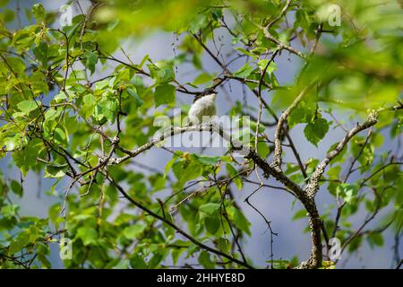 TAFJORD, NORWAY - 2020 JUNE 02. Pied flycatcher, Ficedula hypoleuca, sitting on a tree. Stock Photo