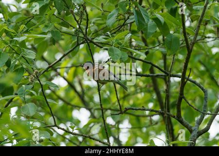 VALLDAL, NORWAY - 2020 JUNE 03. Chaffinch (Fringilla coelebs) sings in the tree. Stock Photo