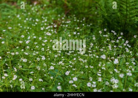 VALLDAL, NORWAY - 2020 JUNE 03. Romantic floral background of blooming wild herbs common starwort, Stellaria graminea. Stock Photo
