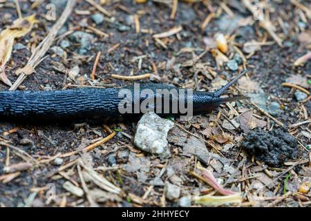 VALLDAL, NORWAY - 2020 JUNE 03. European Black Slug, Arion ater, a large terrestrial gastropod mollusk in the family Arionidae. Stock Photo