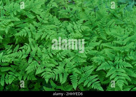 VALLDAL, NORWAY - 2020 JUNE 03. Fresh green leafs of Gymnocarpium Dryopteris plumosum. Stock Photo