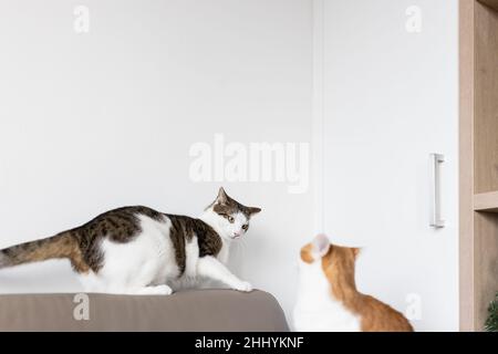 Two domestic cats playing and fighting on leather couch . Domestic animals behavior and two cats at home concept. Selective focus, copy space Stock Photo