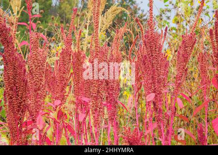 Amaranth. Red flowers in organic garden with blurred effect background. Close up. Amaranthus caudatus of crimson color.