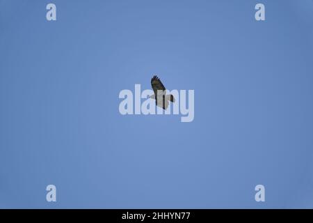 Buteo or Buzzard, fairly large raptors with a robust body and broad wings, soaring high in the blue sky looking for prey Stock Photo