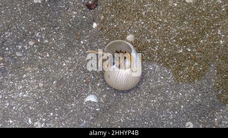 Close up hermit crabs hides in the shell in shallow ocean water. Clear water surface of brown sand beach with hermit crabs on the bottom. Stock Photo